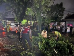 Pohon Tumbang dan Melintang di Tengah Jalan, melumpuhkan Arus Lalu Lintas