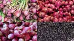 LAKI P45 Soroti Pengadaan Bibit Bawang Merah Rp.700 Juta di Muratara, Sekda Bungkam Saat Dimintai Klarifikasi