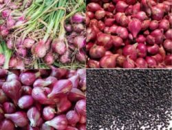 LAKI P45 Soroti Pengadaan Bibit Bawang Merah Rp.700 Juta di Muratara, Sekda Bungkam Saat Dimintai Klarifikasi