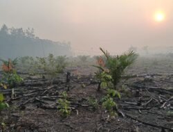 Asap Pekat Kepung Kabupaten PALI, Warga Keluhkan Sesak Napas