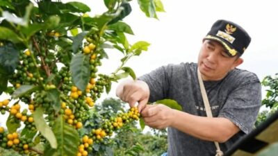 Kopi Pagaralam Tembus di Barcelona 2026 dan 20 Besar KKSI, Ludi Oliansyah Dorong Raden Kuning Mendunia